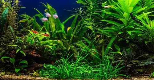 Aquarium nzuri ya kijani kibichi iliyopandwa ya maji safi ya kitropiki yenye samaki