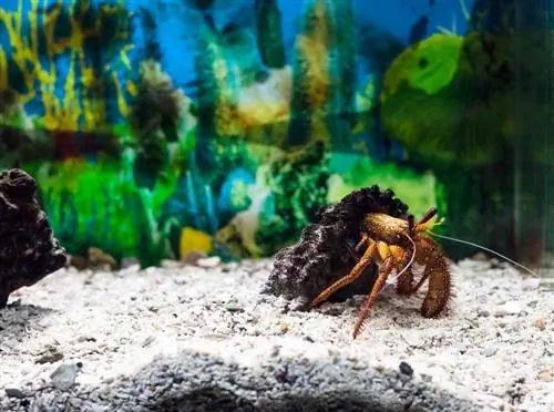 witte gevlekte heremietkreeft in schelp die langs zand in tankaquarium loopt