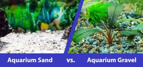 Freshwater Aquarium Sand vs Gravel፡ የትኛውን መምረጥ ነው።