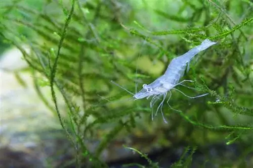 Ghost Shrimp w zbiorniku