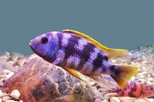 Mbuna cichlid ในพิพิธภัณฑ์สัตว์น้ำ