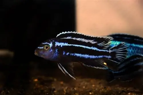 cichlid maingano