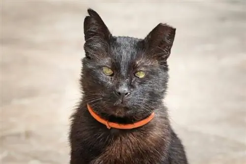 un gato con punta de oreja al aire libre