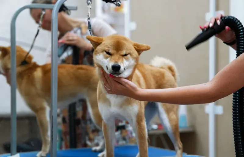 El gos shiba inu està sent perrucat