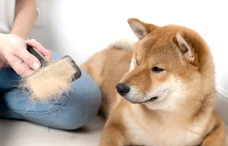 donna che spazzola i capelli di pelliccia di un cane shiba inu