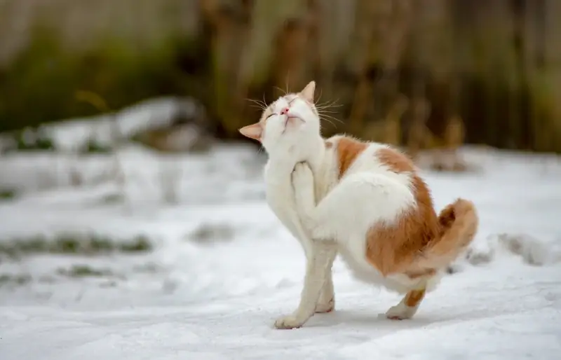 beyaz ve turuncu kedi kışın dışarıda kendini kaşıyor