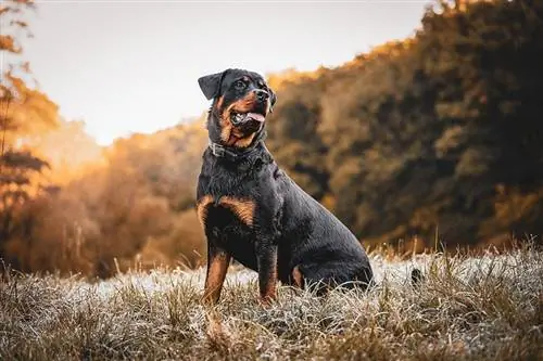 rottweiler ውሻ በሣር ላይ ተቀምጧል