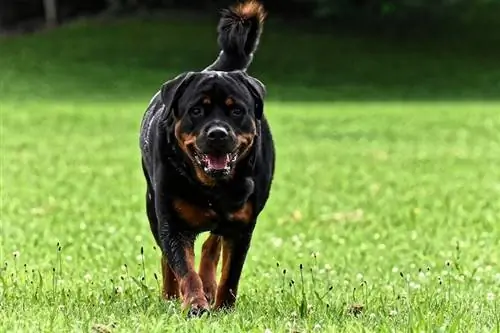 rottweiller hond die op gras loopt