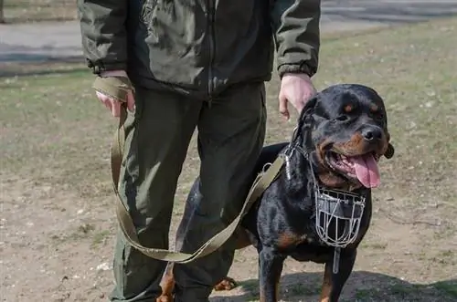 rottweiler አገልግሎት ውሻ