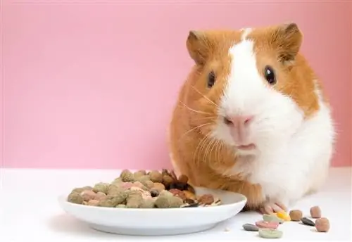 Ang Aking Guinea Pig ay Hindi Kumakain, Dapat ba Akong Mag-alala? Narito ang Dapat Gawin