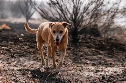 Indischer Paria-Hund mit ausgestreckter Zunge spaziert im Park