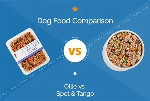 Ollie vs Spot & Tango : quelle nourriture fraîche pour chien est la meilleure ? (Mise à jour 2023)