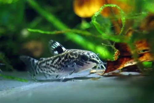 Poisson-chat Corydoras nain