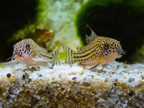 16 հիանալի տանկային զույգ Cory Catfish-ի համար (Համատեղելիության ուղեցույց 2023)