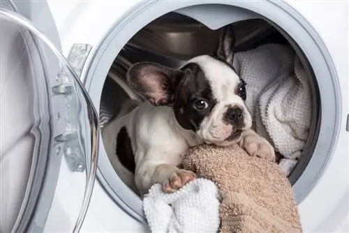 Hondenhaar uit je wasmachine verwijderen (6 eenvoudige stappen!)