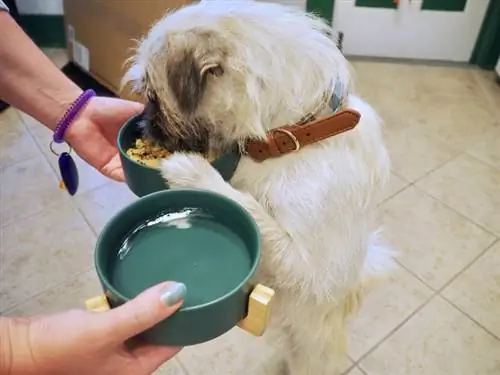 con chó trắng đói đang đứng ăn Thức ăn tươi của Farmer's Dog