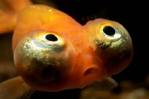 Poisson rouge aux yeux célestes