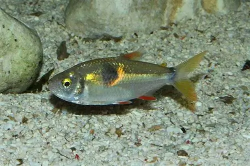 tetra diente de conejo en acuario