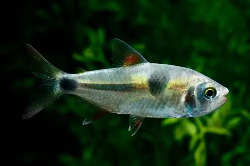 Bucktooth Tetra: Care, Breed & Tank Mates