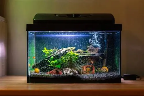 Pequeño acuario de pecera con coloridos caracoles y peces en casa sobre una mesa de madera. Pecera con animales de agua dulce en la habitación