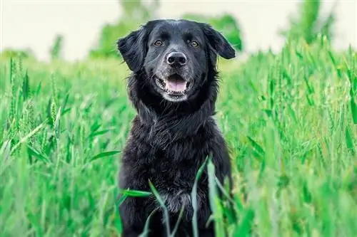 Black Golden Retriever duduk di atas rumput panjang di luar rumah