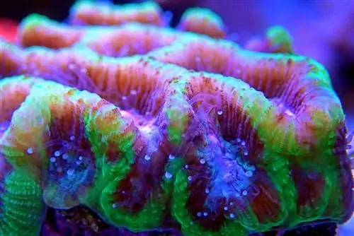 Pink Worm Brain Coral