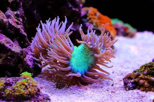 Pink, Purple & Blue Tip Elegance Coral