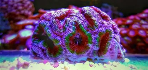 Жаңы баштагандар үчүн LPS Coral Guide: түрлөрү, кам көрүү & Кеңештер