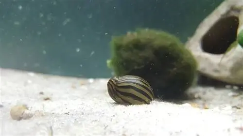 Escargot Zebra Nerite (Neritina natalensis sp. Zebra)