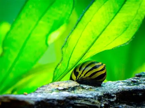 Zebra-Nerite-Schnecke