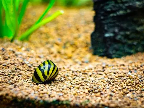 Zebra Nerite Melc