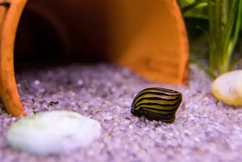 Zebra Nerite Melc