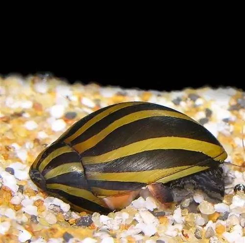 Zebra Nerite Snail: Хранене, Грижа & Информация за отглеждане