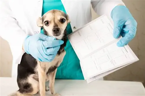 veterinär som håller hunden och ett hälsointyg för husdjur