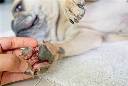 cachorro com pata vermelha e coceira