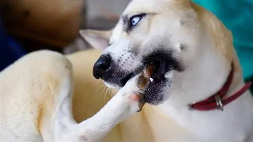 cão mastigando pata