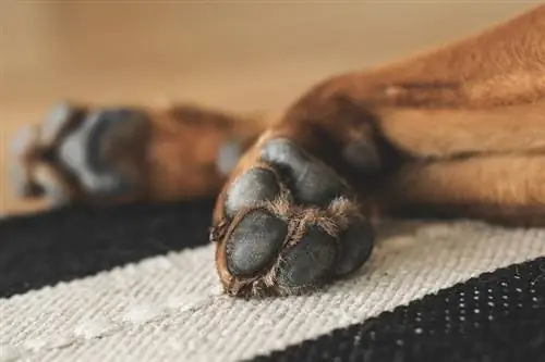 Mengapa Kaki Anjing Saya Putih? 10 Sebab Yang Diluluskan oleh Vet