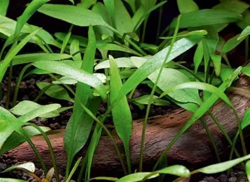 Cryptocoryne Parva ተክል