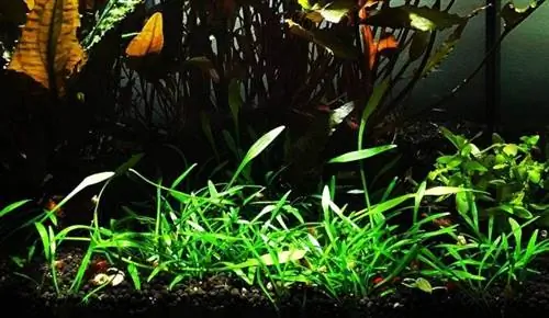 Cryptocoryne Parva in pot