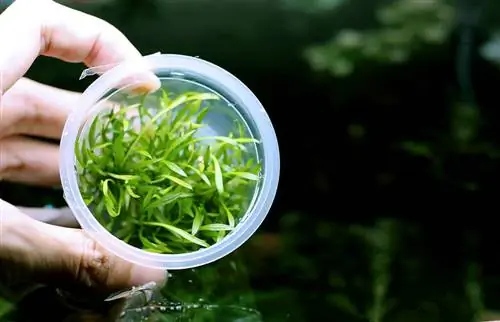 Cryptocoryne Parva Plant: Ghid de îngrijire, durata de viață & Propagare (cu imagini)