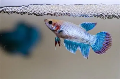 Izrada gnijezda Betta Fish Bubble: činjenice & Često postavljana pitanja