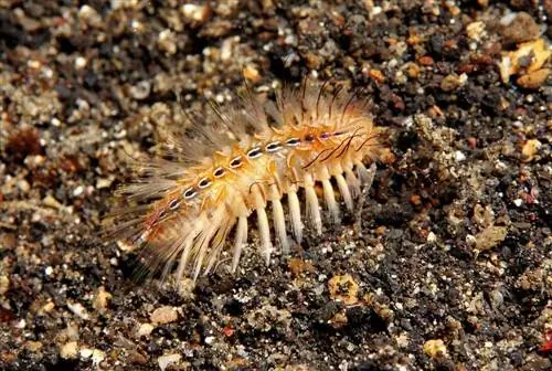 Borstelworm op het zand