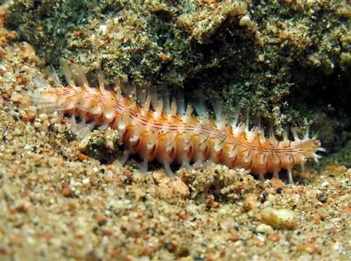 Bristle Worm