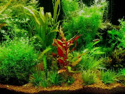 Cryptocoryne Parva