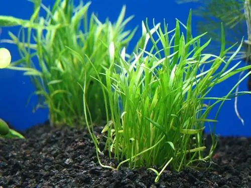 Lilaeopsis Brasiliensis Aquarium Plant. Խնամքի ուղեցույց & ՀՏՀ (Նկարներով)