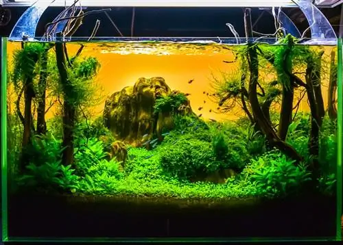 Simpelt moderne Aquascape Aquarium