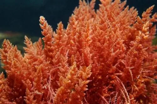 7 Mga Tip sa Pag-alis ng Red Algae sa isang S altwater Tank: Nagdudulot ng & FAQs