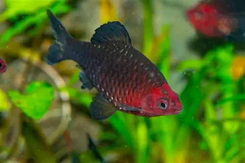 Black Ruby Barb