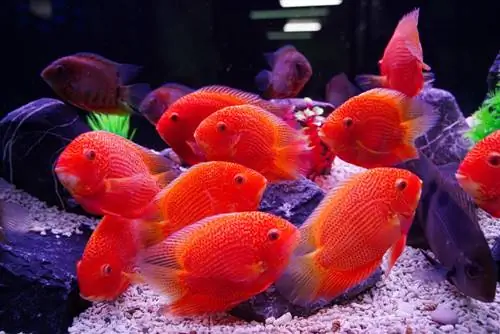 Severum đốm đỏ