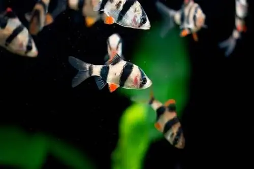 Tiger Barb Tank Mates. 10 լավագույն ուղեկիցները (նկարներով)